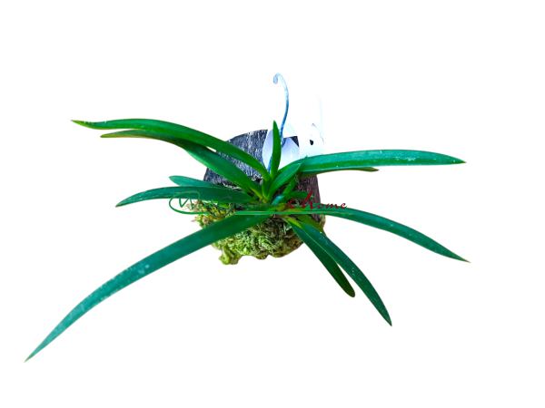 Neofinetia falcata