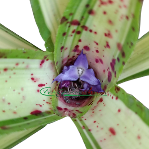 Neoregelia Chrissy