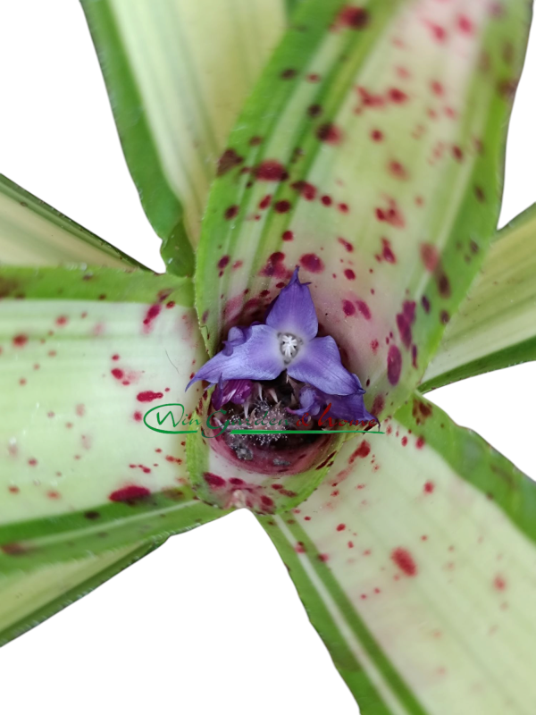 Neoregelia Chrissy