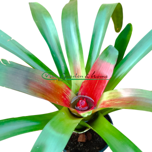 Neoregelia mcwilliamsii