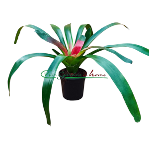 Neoregelia mcwilliamsii