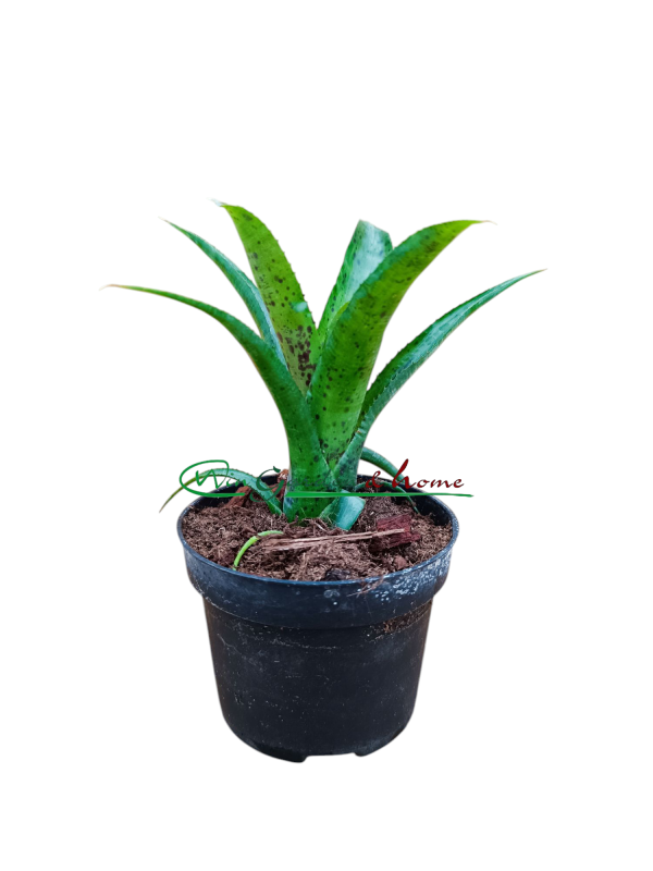 Neoregelia pauciflora