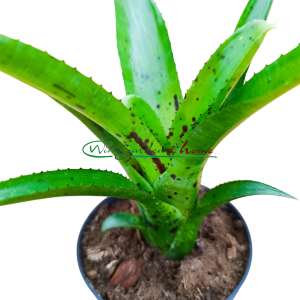 Neoregelia pauciflora Major