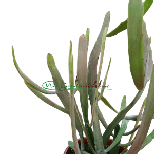 EUPHORBIA XYLOPHYLOIDES