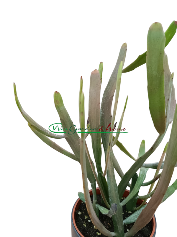 EUPHORBIA XYLOPHYLOIDES