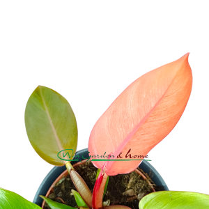 PHILODENDRON PRINCE OF ORANGE