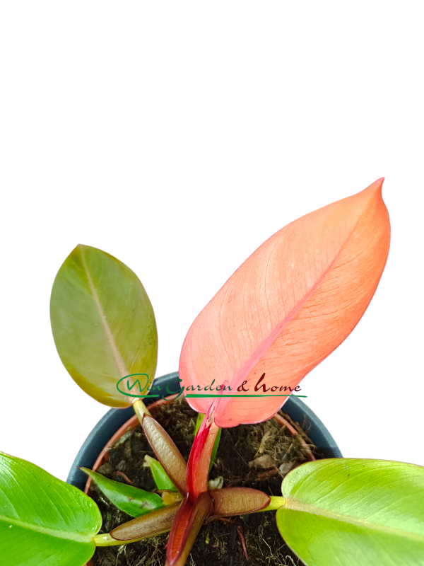 PHILODENDRON PRINCE OF ORANGE