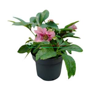 HELLEBORUS