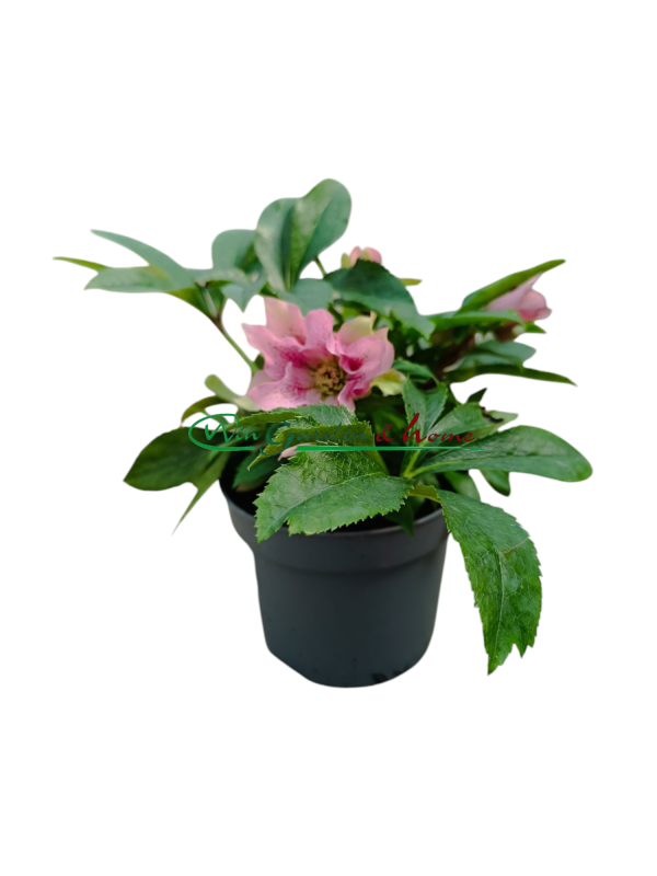 HELLEBORUS