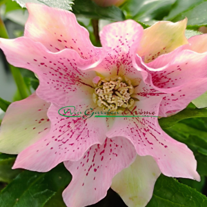 HELLEBORUS