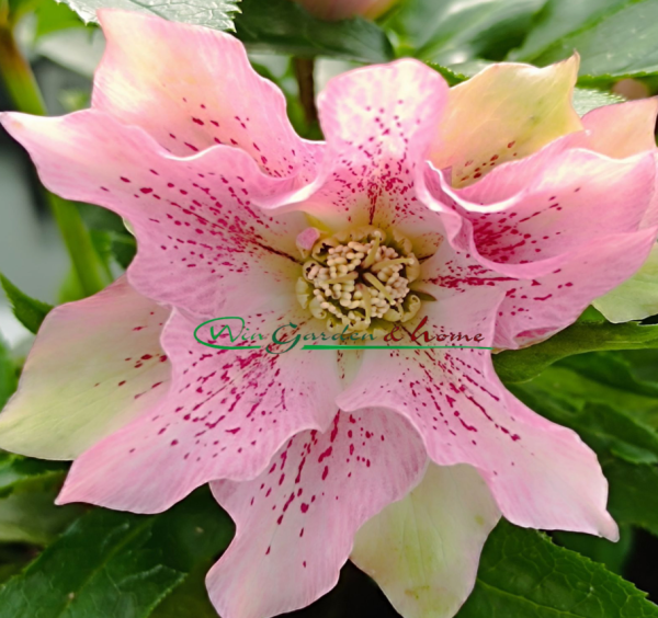 HELLEBORUS