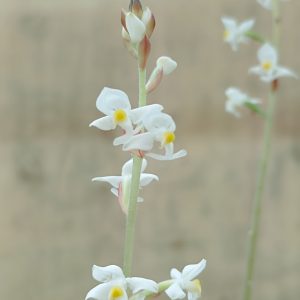 LUDISIA DISCOLOR