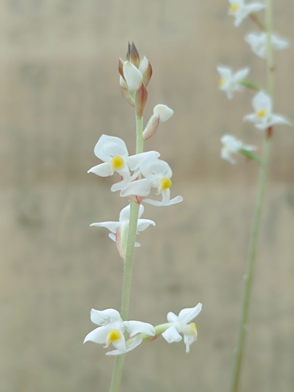 LUDISIA DISCOLOR