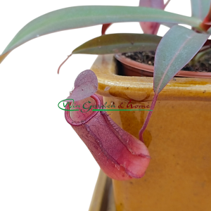 NEPENTHES REBECCA SOPER