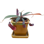 NEPENTHES REBECCA SOPER