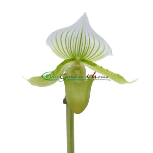 Paphiopedilum Maudiae Femma