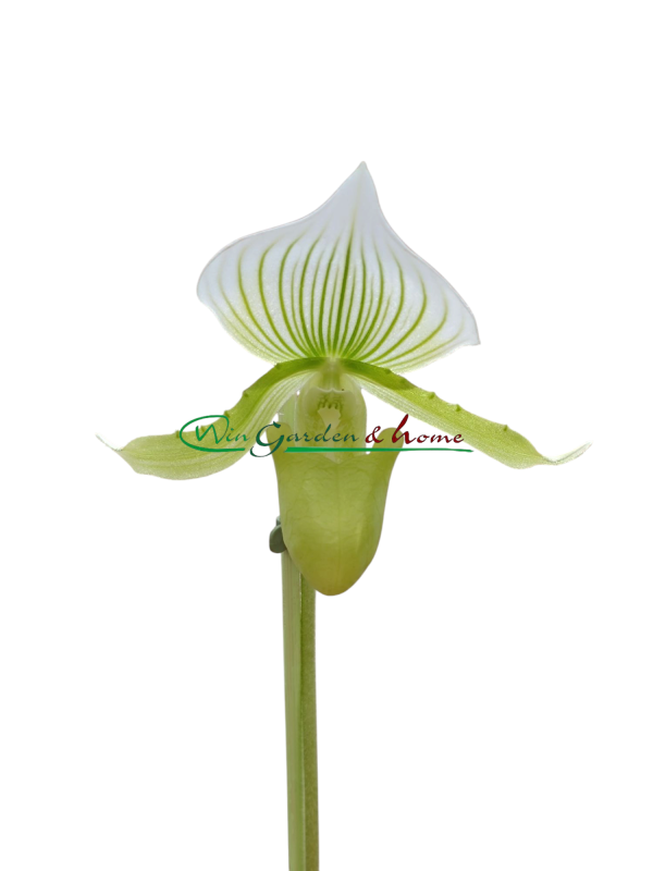 Paphiopedilum Maudiae Femma