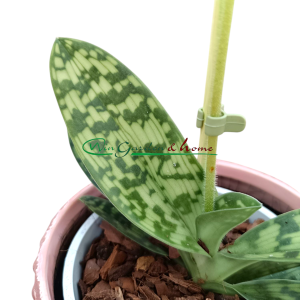 Paphiopedilum Maudiae Femma