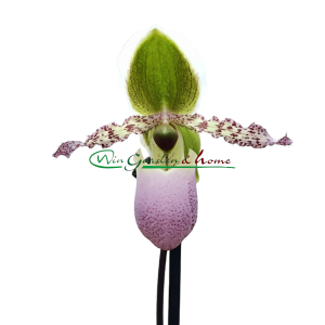 Paphiopedilum Pinocchio