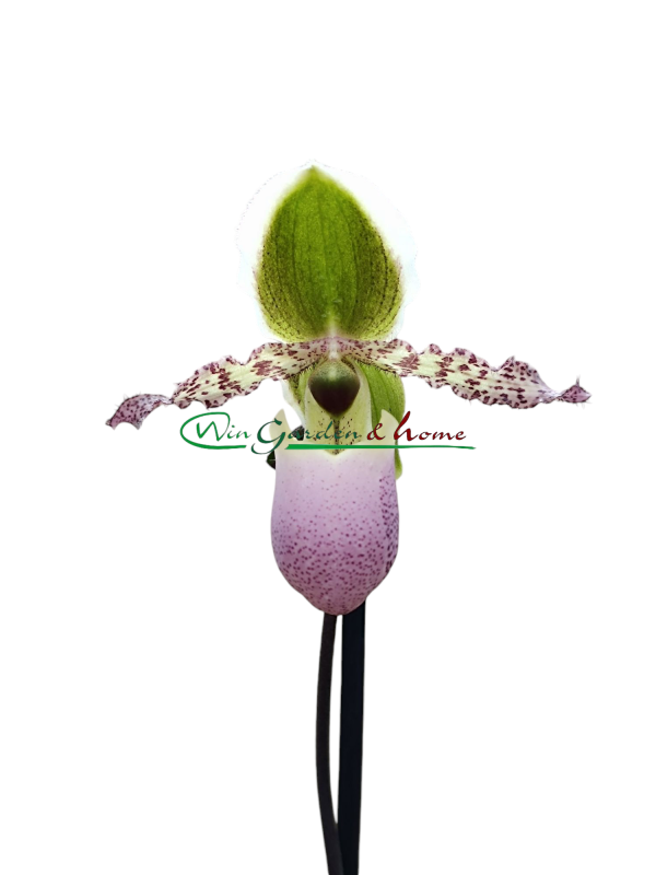 Paphiopedilum Pinocchio