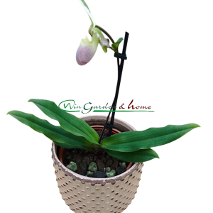 Paphiopedilum Pinocchio