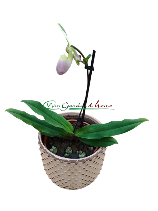 Paphiopedilum Pinocchio