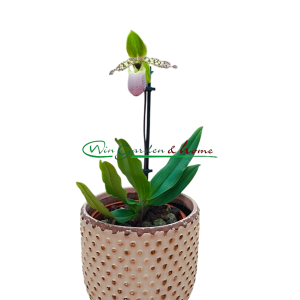 Paphiopedilum Pinocchio