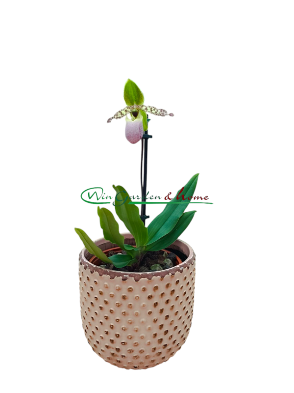 Paphiopedilum Pinocchio