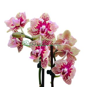 PHALAENOPSIS HYBRIDA