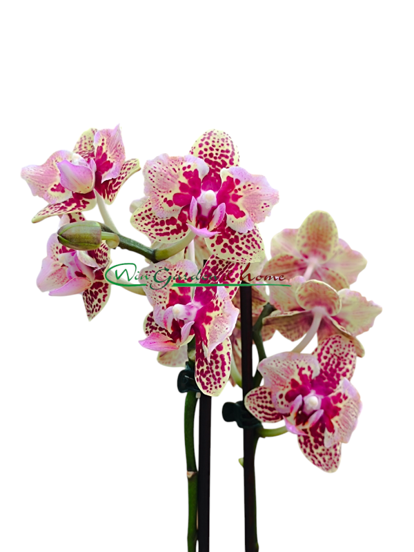 PHALAENOPSIS HYBRIDA