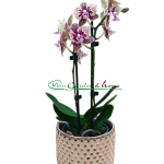 PHALAENOPSIS HYBRIDA