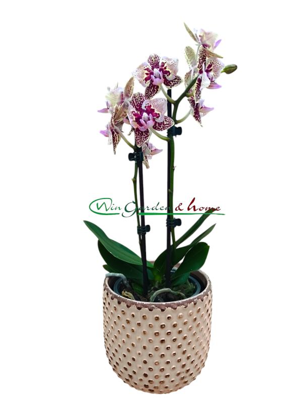 PHALAENOPSIS HYBRIDA