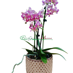 Phalaenopsis Hybrida