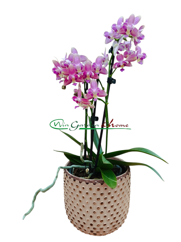 Phalaenopsis Hybrida