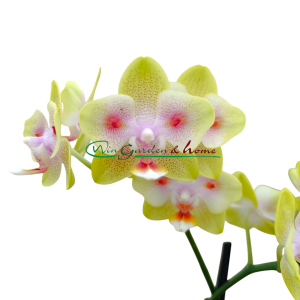 Phalaenopsis Hybrida