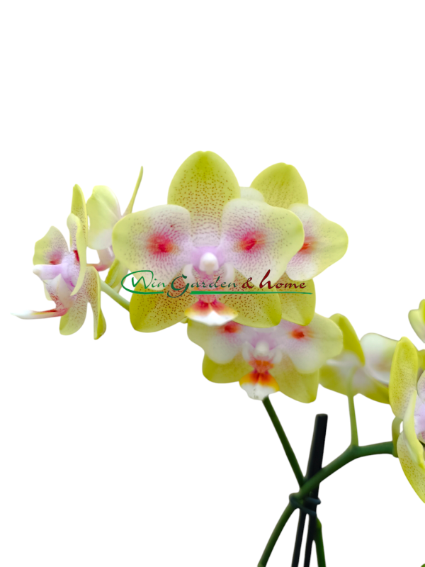 Phalaenopsis Hybrida