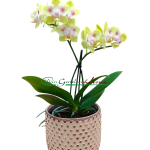 Phalaenopsis Hybrida