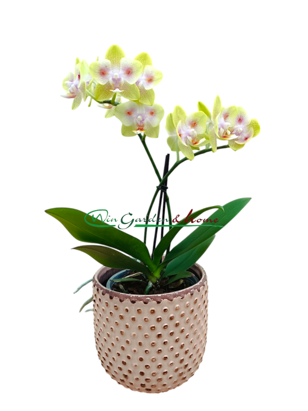 Phalaenopsis Hybrida