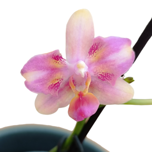 Phalaenopsis