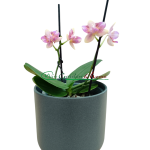 Phalaenopsis