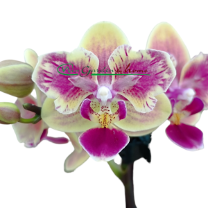 Phalaenopsis