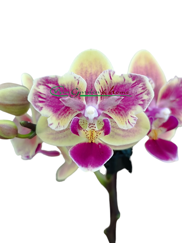 Phalaenopsis