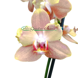 Phalaenopsis