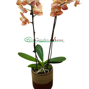 Phalaenopsis