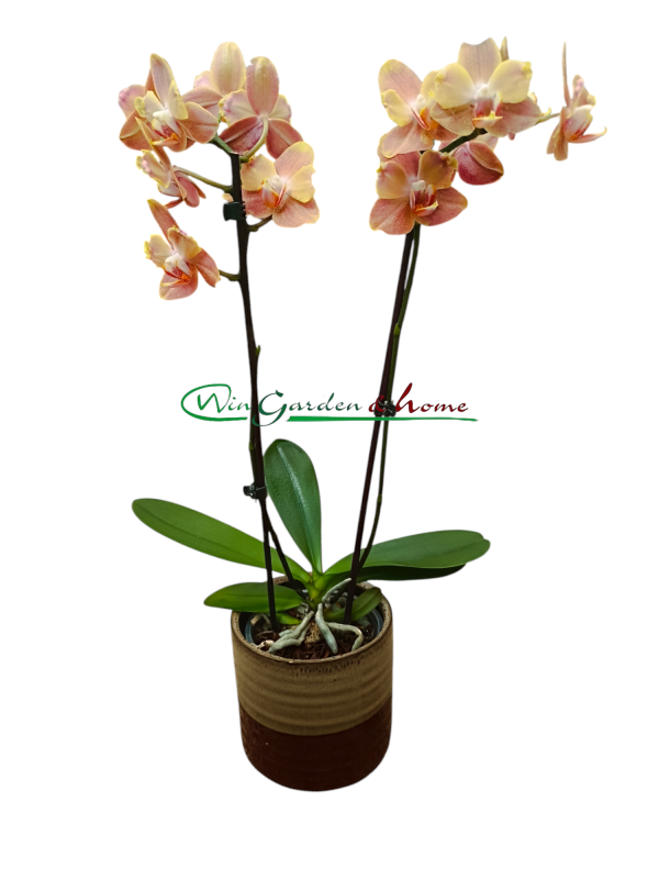 Phalaenopsis