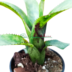 Aechmea nudicaulis blumenau