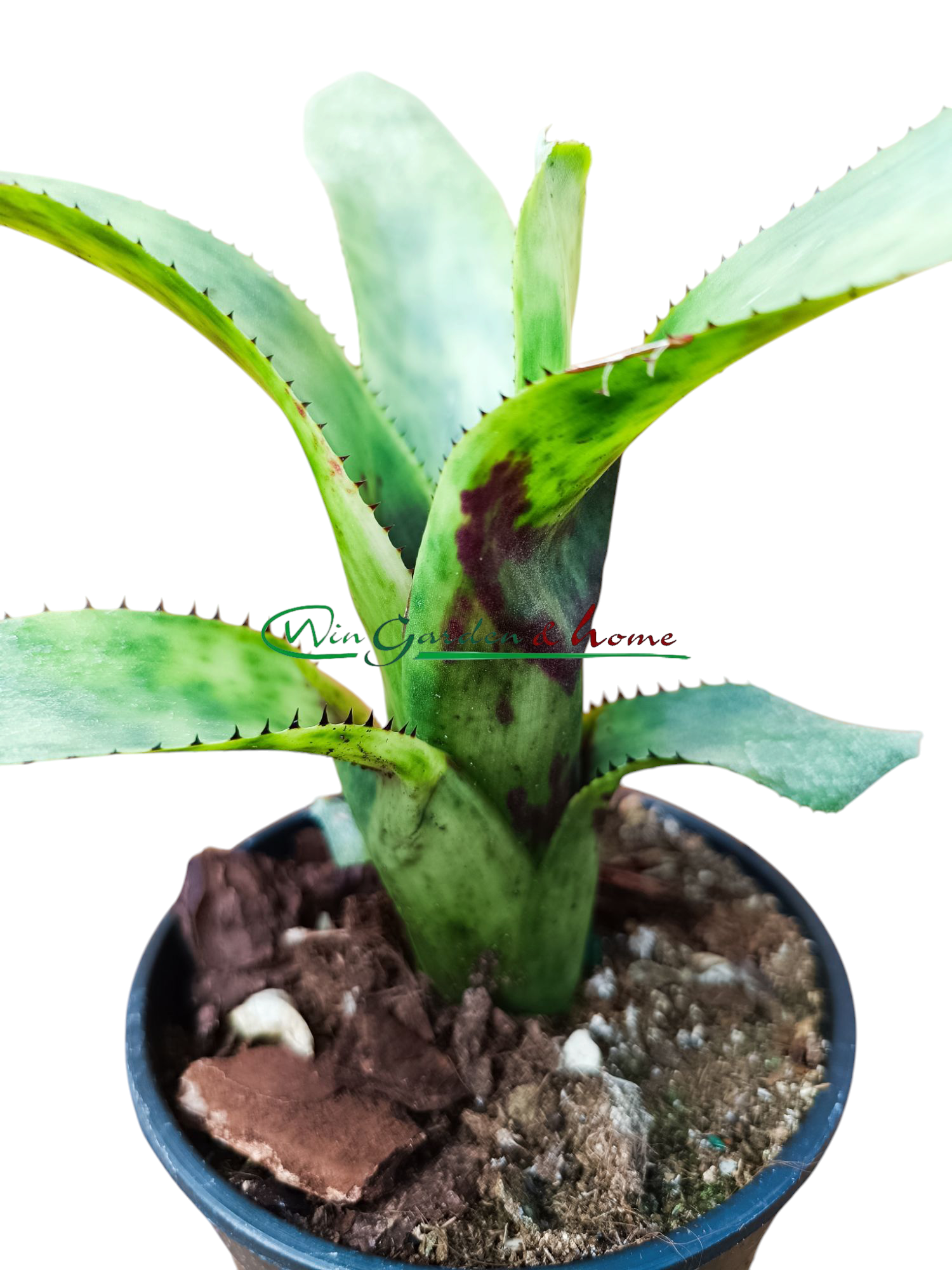 Aechmea nudicaulis blumenau