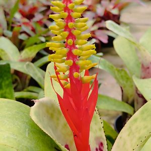 Aechmea nudicaulis blumenau - Image 4