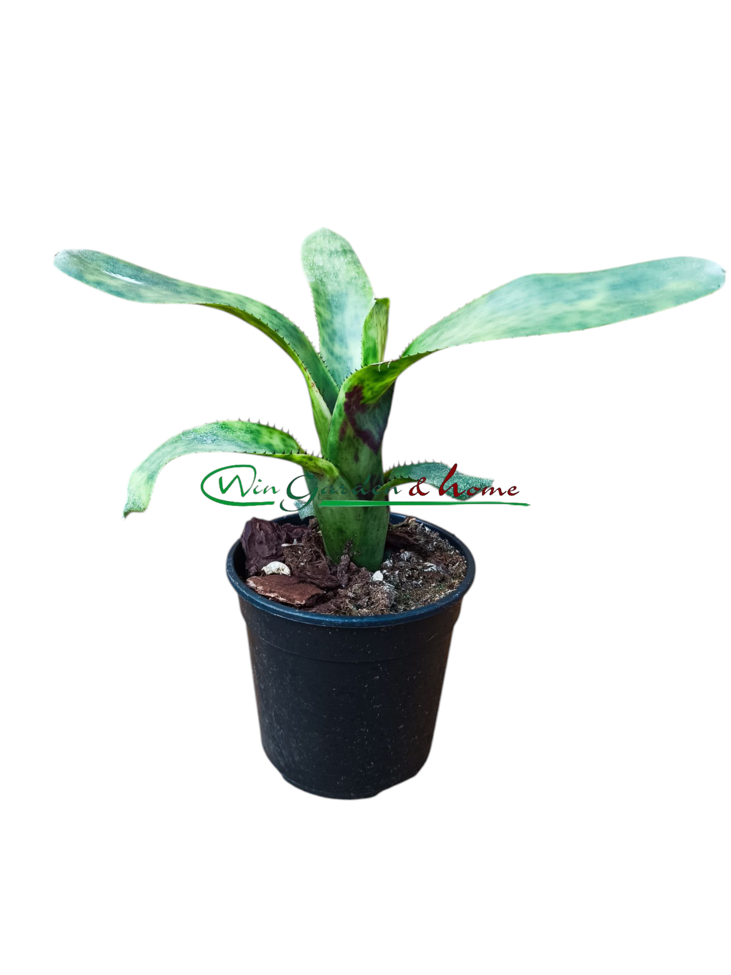 Aechmea nudicaulis blumenau