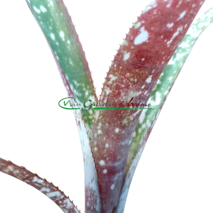 Bilbergia casablanca pups red purple